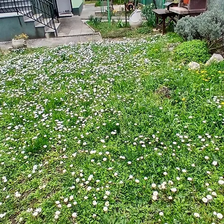 Apartma Edi *